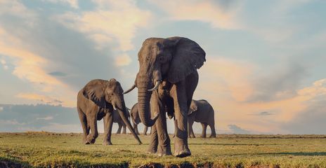 Elefantengruppe Botswana
