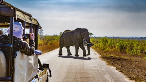 Safari im Krüger Nationalpark