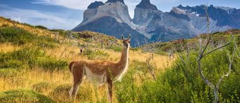 Lama im Nationalpark in Chile