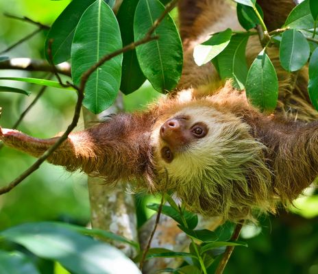 Faultier im Amazonas-Regenwald von Peru zwischen grünen Blättern