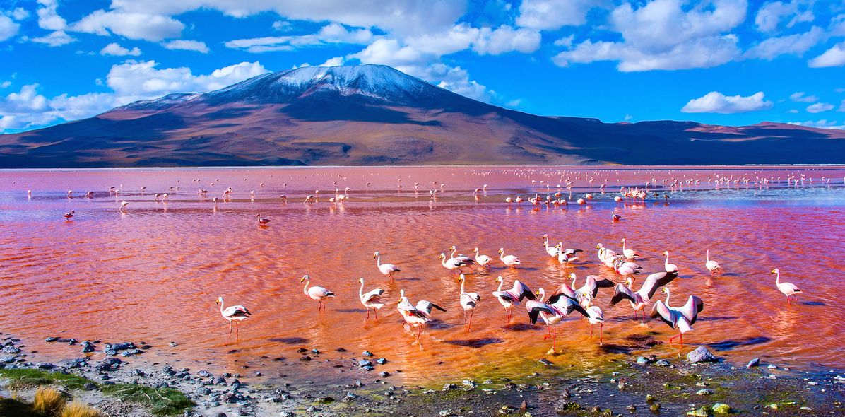 Flamingos in der Salar de Uyuni