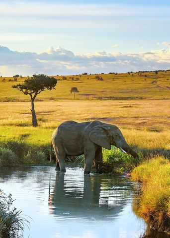 Elefant in Kenia