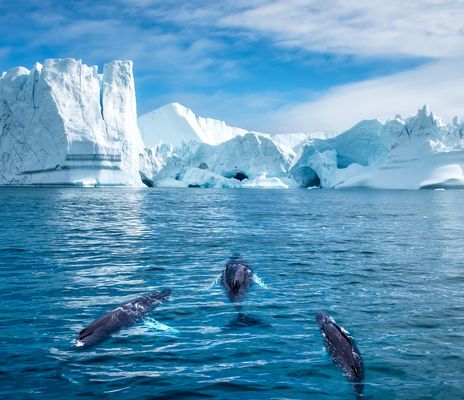 Illulissat Eisberge und Wale