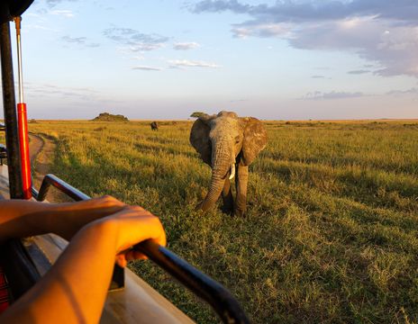 Ein Afrikanischer Elefant nähert sich einem Safari-Fahrzeug in der offenen Graslandschaft der Savanne.