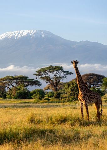 Blick auf den Kilimandscharo mit Giraffe im Amboseli-Nationalpark, Kenia