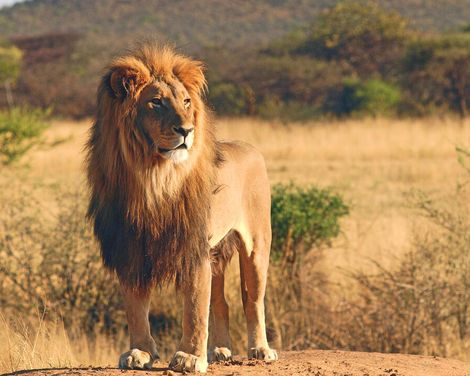 Baden auf Sansibar & Standort-Rundreise im Africa Safari Camp Selous-1