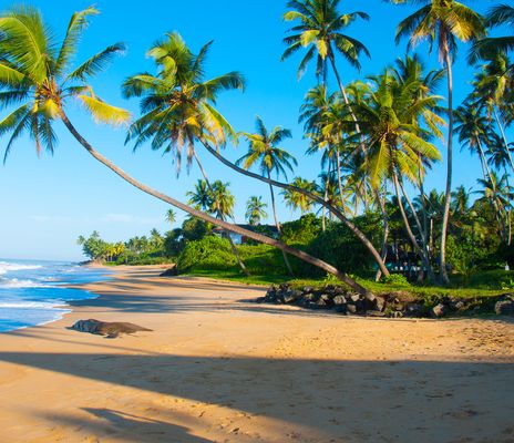 Palmen am Strand von Sri Lanka