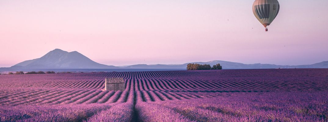 Lavendelfeld in der Provence mit Blick auf sanfte Hügel bei Sonnenaufgang