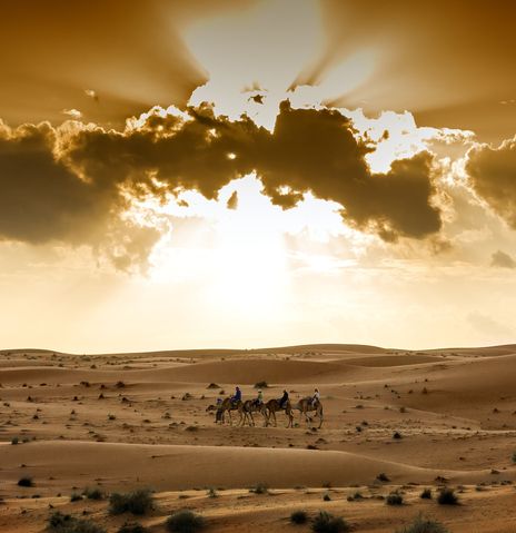 Wüste mit Kamelen und Sonnenschein