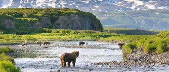 Bären in Alaska