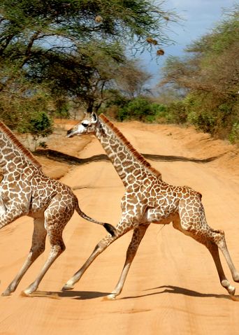 Giraffen im Tsavo Nationalpark