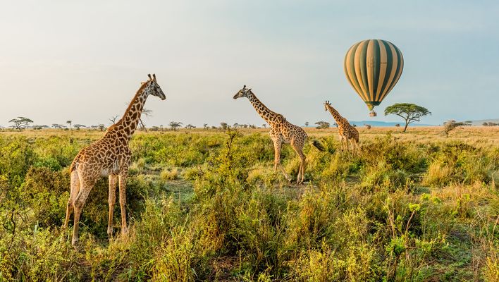 Giraffen im Serengeti Nationalpark in Tansania