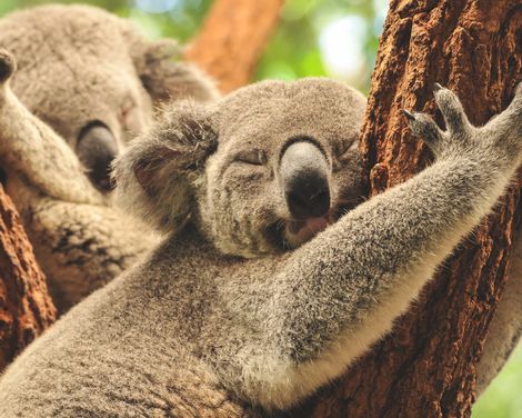 Down Under erleben: Naturwunder & Küstenstädte-2