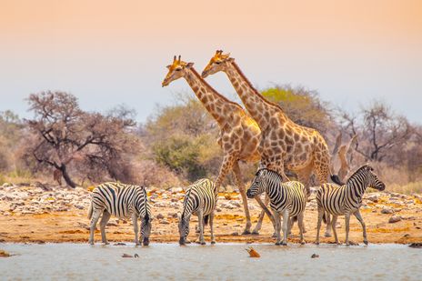 Giraffen und Zebras am Wasserloch im Etosha Nationalpark