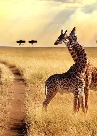 Giraffen im Chobe Nationalpark in Botswana