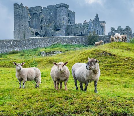 Schafe am Rock of Cashel