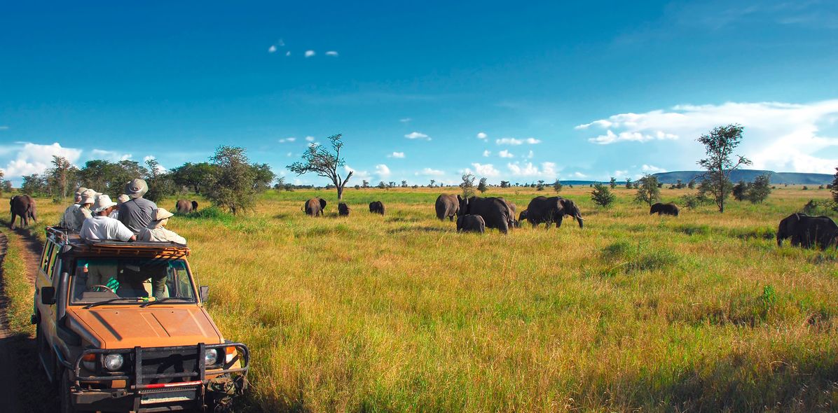 Geländewagen und Elefanten in Savanne