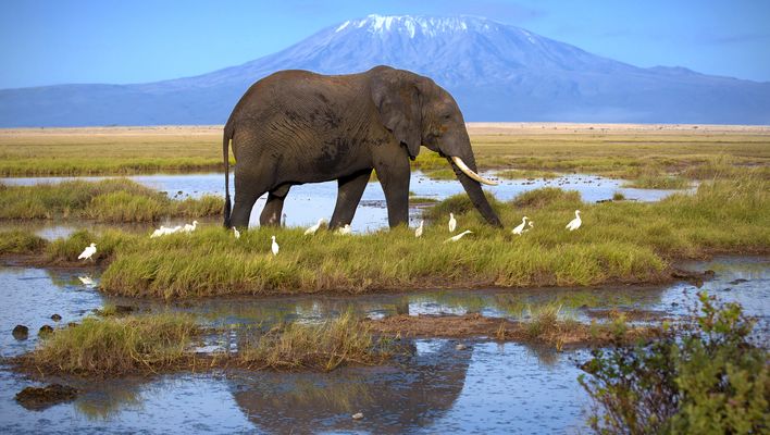 Elefant in Kenia 