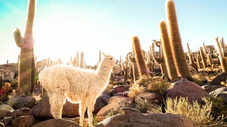 Lama in der bolivianischen Hochebene zwischen Kakteen und weiter Andenlandschaft