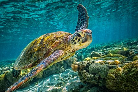 Meeresschildkröte gleitet durch türkisblaues Wasser nahe der Meeresoberfläche