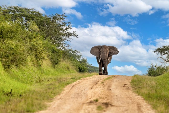 Elefant im Queen Elizabeth Nationalpark