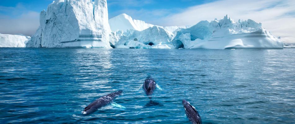 Island, Grönland, Färöer & Schottland