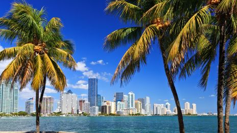 Blick auf Miami mit Palmen