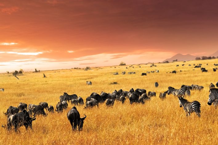 Masai Mara Nationalpark in Kenia