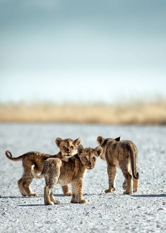 Löwen in Namibia