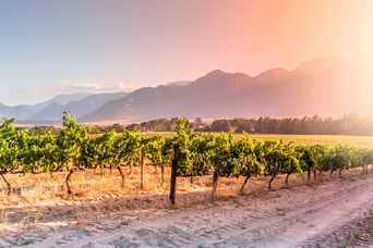 Winelands in Südafrika