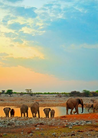 Elefanten am Wasserlach in Namibia