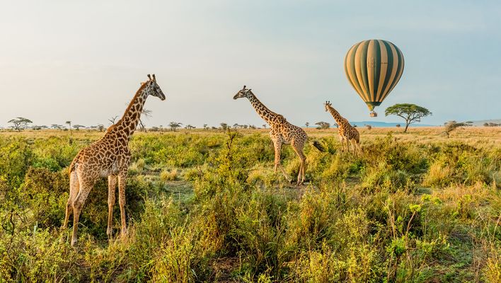 Giraffen im Serengeti Nationalpark in Tansania