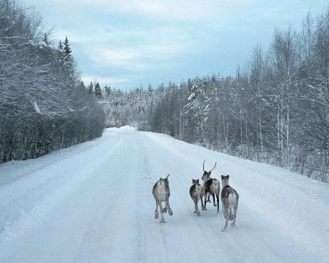 Elche, Eis und Polarkreis im Elite Stadshotellet-3