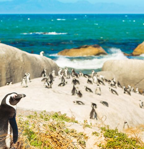 Pinguine in Südafrika