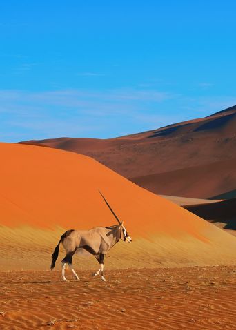 Oryx Antilope im Namib Naukluft Nationalpark in Namibia