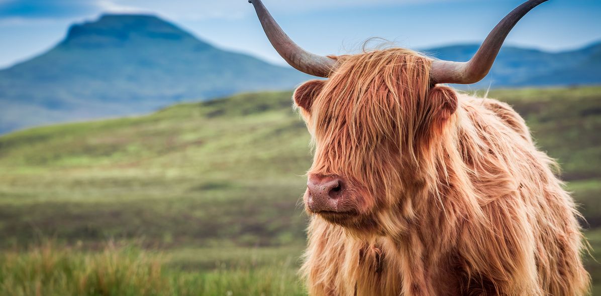 Hochlandrinder in Schottland