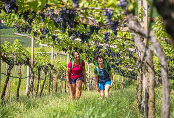 Italien - Valpolicella & Gardasee