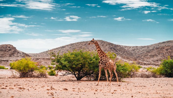 Blick auf Giraffen in Namibia 