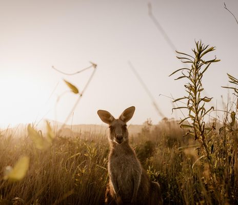 Australien, Neuseeland & Tasmanien