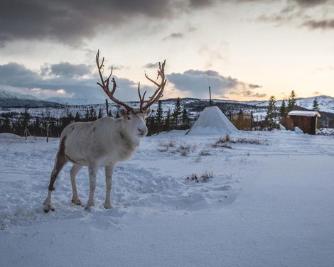 Kreuzfahrt mit MS Hamburg ab/an Hamburg-1