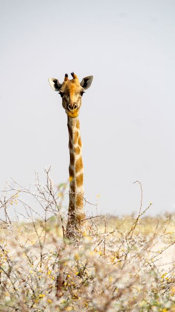 Giraffe in Namibia