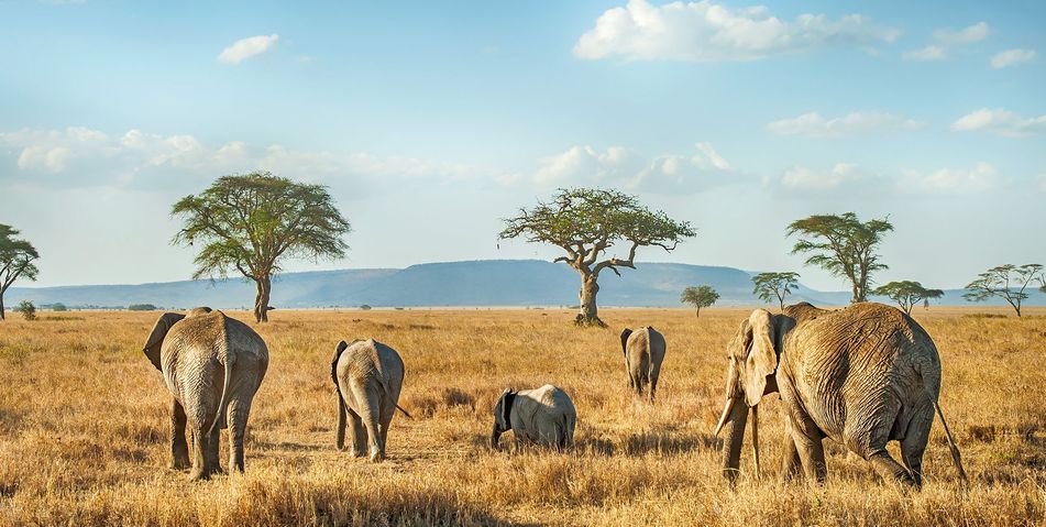 Elefanten im Serengeti Nationalpark