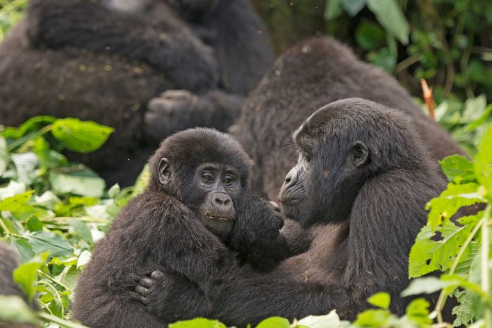 Gorilla Familie in der Wildnis