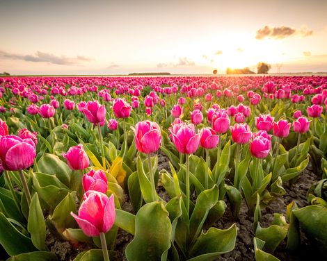 Flusskreuzfahrt zur Tulpenblüte mit Rad & Schiff MS De Nassau ab/an Amsterdam-0