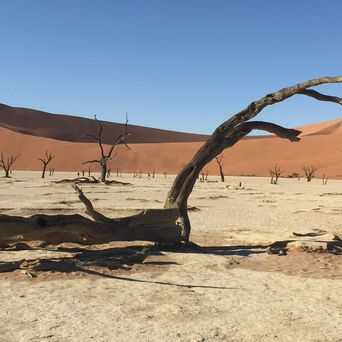 Abgestorbene Bäume vor roten Sanddünen im Deadvlei in Namibia