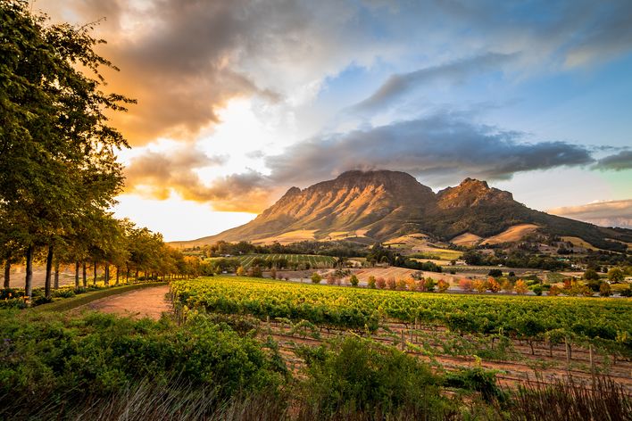 Weinreben führen durch die Landschaft von Stellenbosch zu den Bergen unter einem bewölkten Himmel
