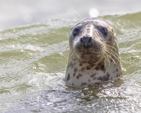 Flusskreuzfahrt mit Rad & Schiff MS NORMANDIE ab/an Rotterdam-3