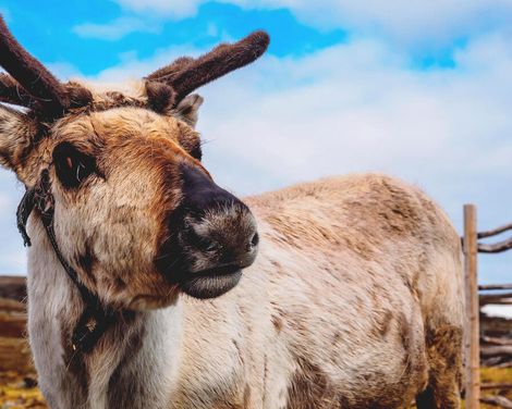 Seereise mit der MS Finnmarken ab/an Hamburg-2