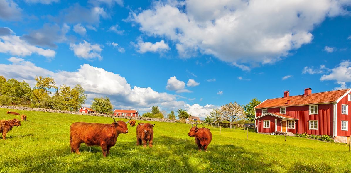 Kühe auf Wiese in Schweden