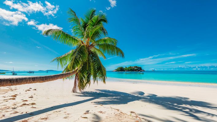 Palme am Strand von Kuba